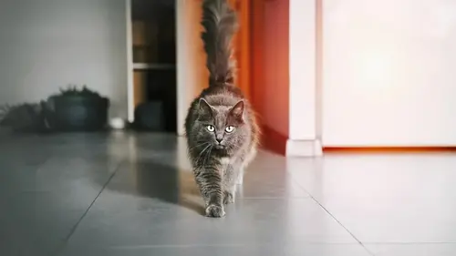 Как кот понимает, что хозяин скоро вернется домой: эксперты раскр...