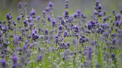 Цветущий сад без плодородной земли: 13 растений, которые прекрасн...