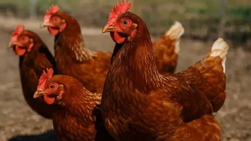 Названы 5 лучших в мире пород яичных кур: несутся каждый день и простые в уходе