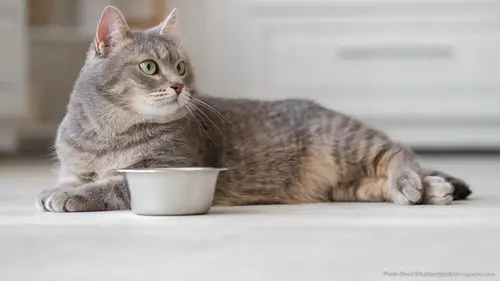 корм для котів