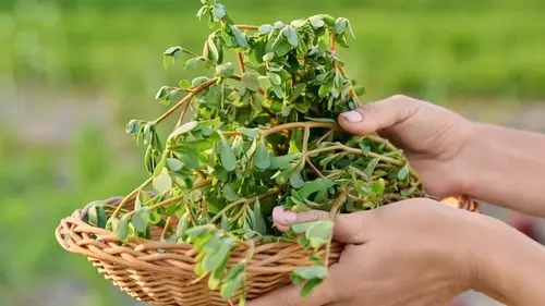 Какой сорняк способен снизить артериальное давление и снять устал...