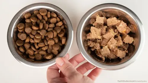 корм для котів