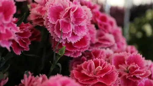 Положите всего одну обычную вещь в вазу — и ваши гвоздики не завя...