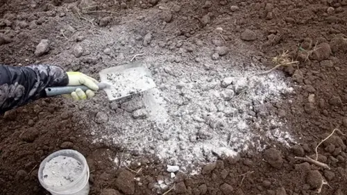 Зачем в марте рассыпать золу по саду: удобрение и не только