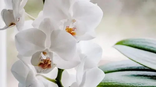 Три комнатных растения для спальни, которые могут улучшить сон и ...