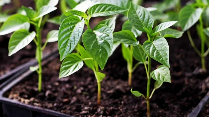 Посев перца и баклажанов в марте: как получить всходы за 5 дней
