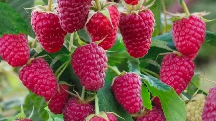 Ни в коем случае не садите малину возле этого растения: урожая не будет, а кустарники засохнут