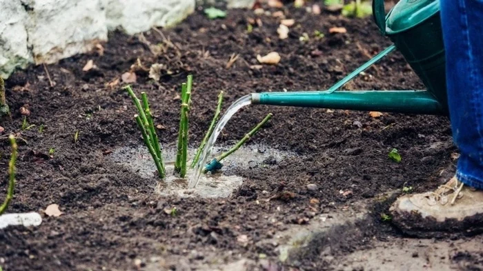 Уход за розами весной: что обязательно нужно сделать в марте для идеального сада