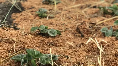 Уход за клубникой весной: обработка от вредителей, подкормка