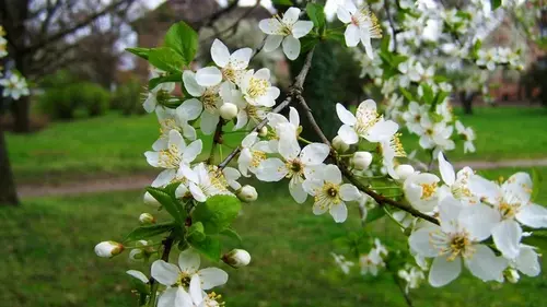 Лучшее время для удобрения фруктовых деревьев