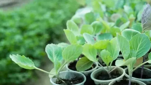 Что посадить возле капусты: растение, которое заменит химию, поче...