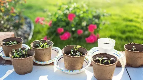 Почему не прорастают семена: главные ошибки и решения