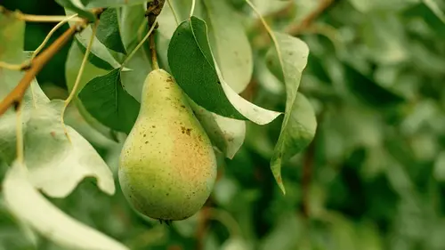 Это знают только опытные садоводы: как понять, что пора обрезать ...