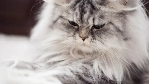 Надоевшая кошачья шерсть исчезнет за минуты: три легких трюка для...