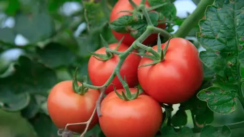 Не спешите с томатами: когда на самом деле их лучше сажать