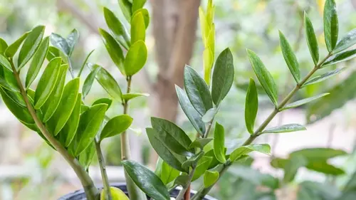 Почему замиокулькас не выпускает новые побеги: полный гид по уход...