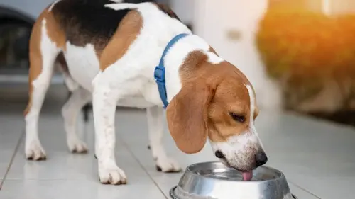 Ветеринар объяснила простую привычку, которая может спасти жизнь ...