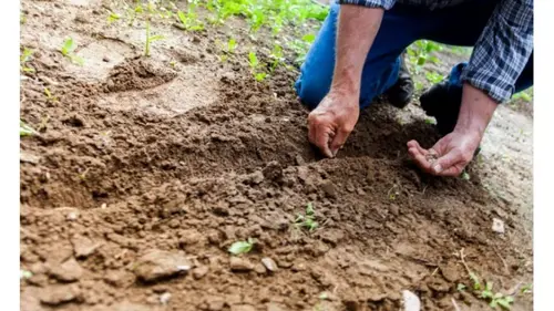 Когда сеять и посадить, какая должна быть температура почвы и воздуха для посева