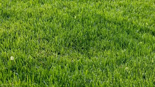 Когда впервые косить газон после зимы — секрет густой и ярко-зеле...