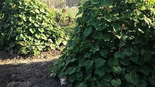 Как посадить огурцы «елкой»: места надо мало, а урожай — большой