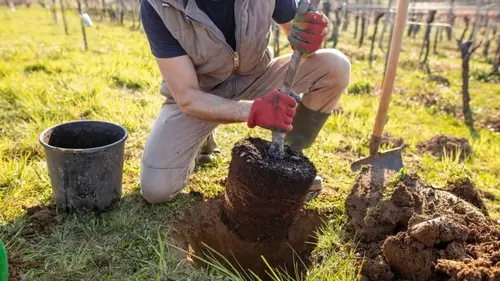 Когда и какие деревья лучше сажать весной: как это правильно делать