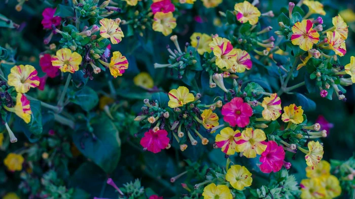 Растения для ночного сада, которые сделают сад ароматным и привлекательным для опылителей