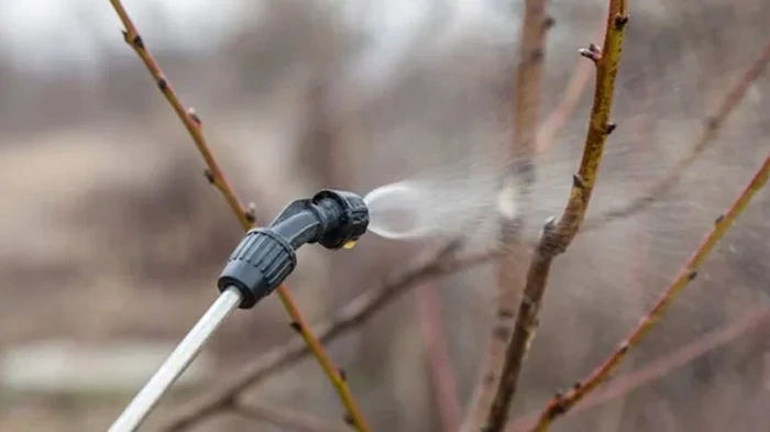 Первая обработка сада весной: чем кропить от вредителей и болезней