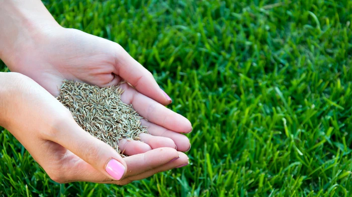 Как быстро вырастить сочный зеленый газон из семян