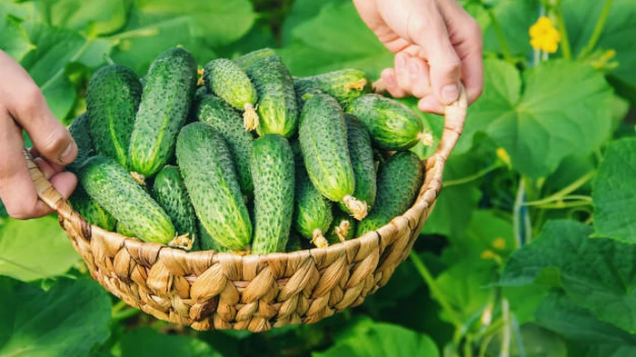 Огурцы быстро взойдут и не будут болеть: в чем замочить семена перед посадкой