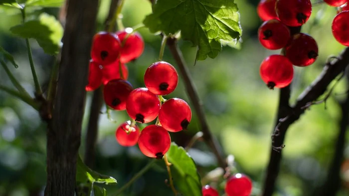 Смородину обязательно нужно подкормить весной: всего горсть удобрения на куст