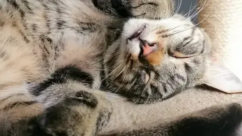 Как узнать, что кот считает вас идеальным хозяином: на это указывают восемь признаков