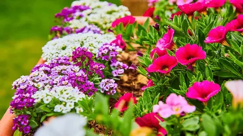 Какие однолетние цветы и когда посеять весной в открытую почву