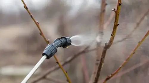 Первая обработка сада весной: чем кропить от вредителей и болезней