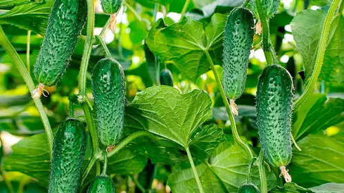 Когда сеять огурцы в открытый грунт: береза и одуванчик подскажут точное время