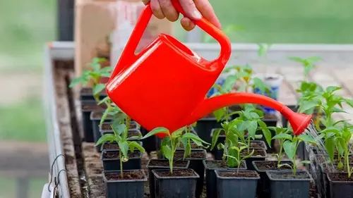 5 критических ошибок при поливе рассады: как не погубить урожай