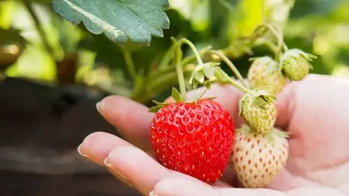 Три простых шага, чтобы ваша клубника удивляла великолепием и яго...