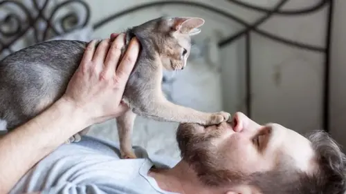 Почему кот лезет к лицу и кладет на него лапы: 5 причин, подтвержденных ветеринарами