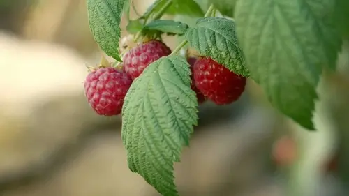 Не упустите момент: что сделать с малиной весной, чтобы кусты ломились от плодов