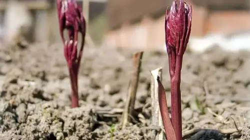 Когда и чем подкармливать пионы весной для пышного цветения