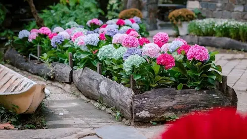 Посадите эти три цветка на клумбе — и ваш дом наполнится богатством: народные приметы