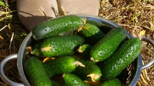 Этот простой трюк с одним ингредиентом заставит огурцы расти вдвое быстрее