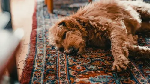 Опасная еда для собак: 5 продуктов, которые могут вызвать сильную боль у вашего питомца