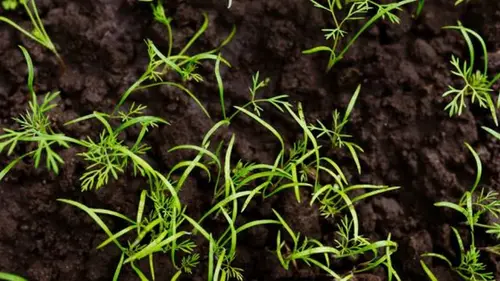 Эффективный метод посева укропа: технология, позволяющая получить первую всходы уже за 5–7 дней