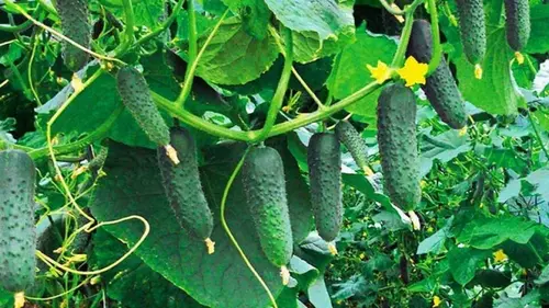 Лучшие сорта низкорослых огурцов, которые дают рекордный урожай