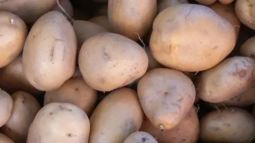 90% делают это неправильно: какие ростки картофеля нельзя обрывать перед высаживанием