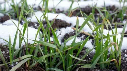 Когда и какие сидераты сеять весной: лучшие растения от сорняков