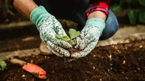 Лунный посевной календарь на апрель 2026 года: самые благоприятные дни для большого урожая