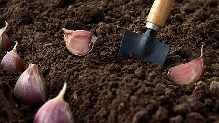 Как самостоятельно выращивать чеснок и забыть о покупках на рынке