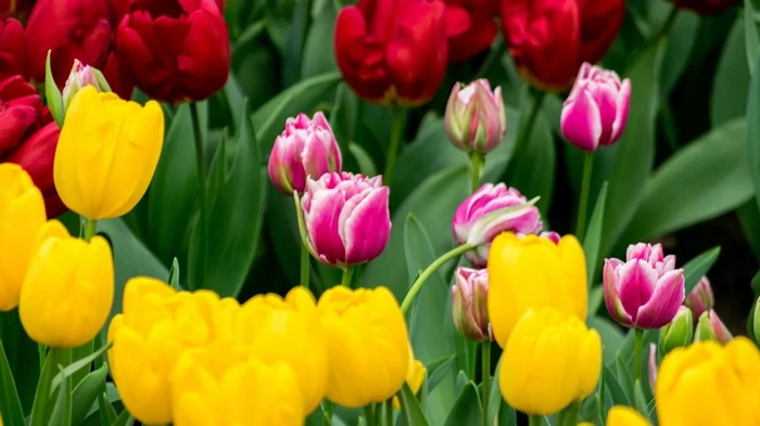 Чтобы тюльпаны были яркими и пышными, подживите их этим раствором