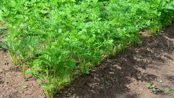 Что добавить в почву во время посева моркови, чтобы выросла большой, ровной и сочной